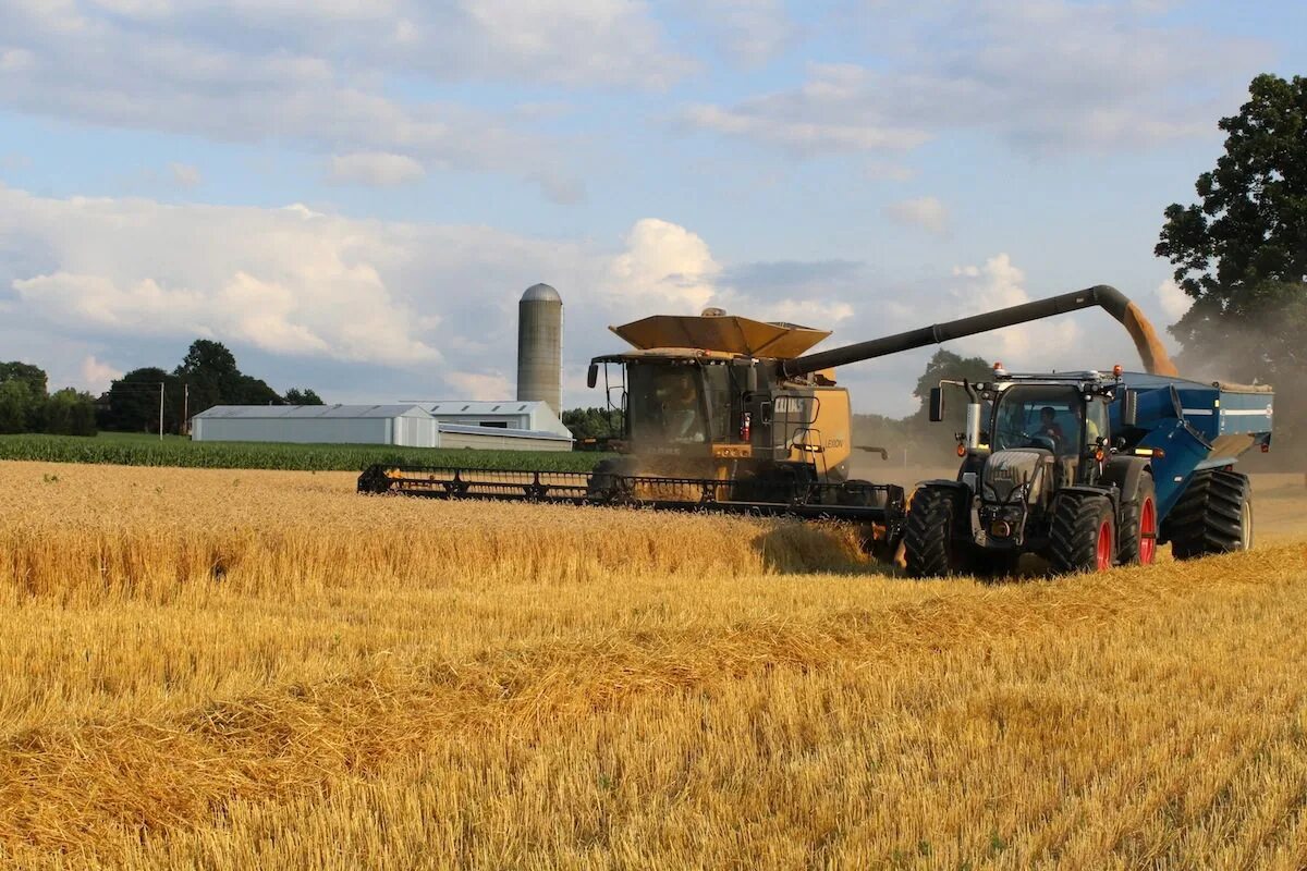 Уборка пшеницы. Выращивание зерновых культур. Посев пшеницы. Технология уборки урожая