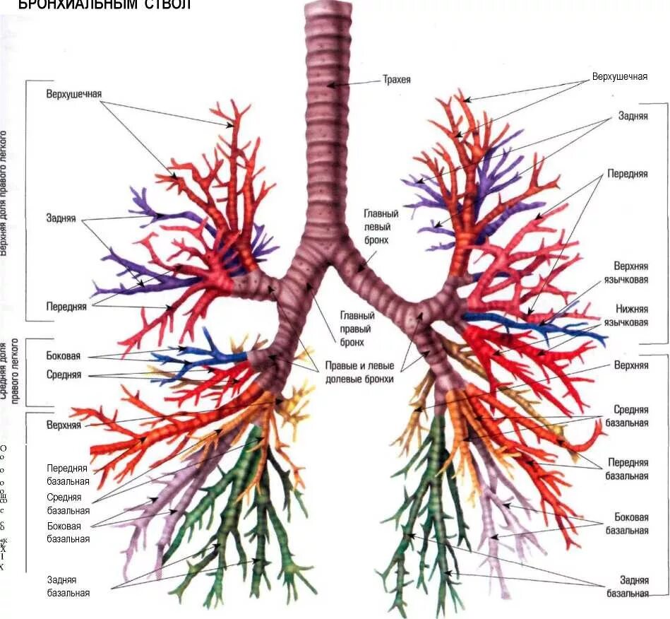Бронхи и бронхиальное дерево. Трахея бронхи бронхиолы. Трахея бронхи бронхиальное дерево. Дыхательная система бронхиальное дерево. Бронхиальное дерево легких