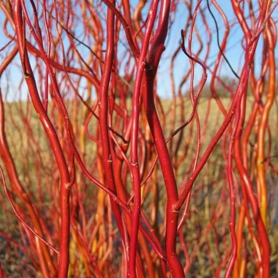 Кустарник с красными ветками. Ива Матсудана Erythroflexuosa. Salix Erythroflexuosa. Дерен белый краснотал. Ива шелюга красная.