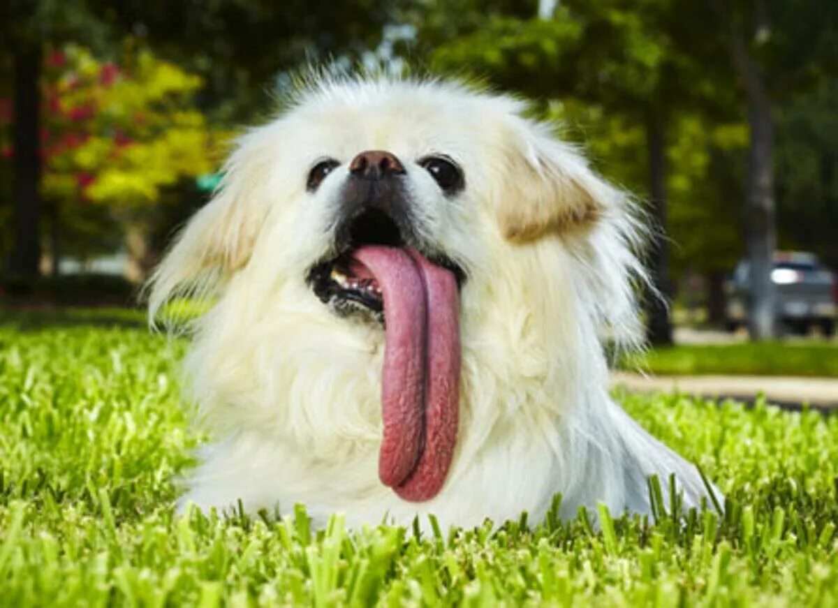 Веселая собака. Собака с языком. Пес с высунутым языком. Интересные собаки.