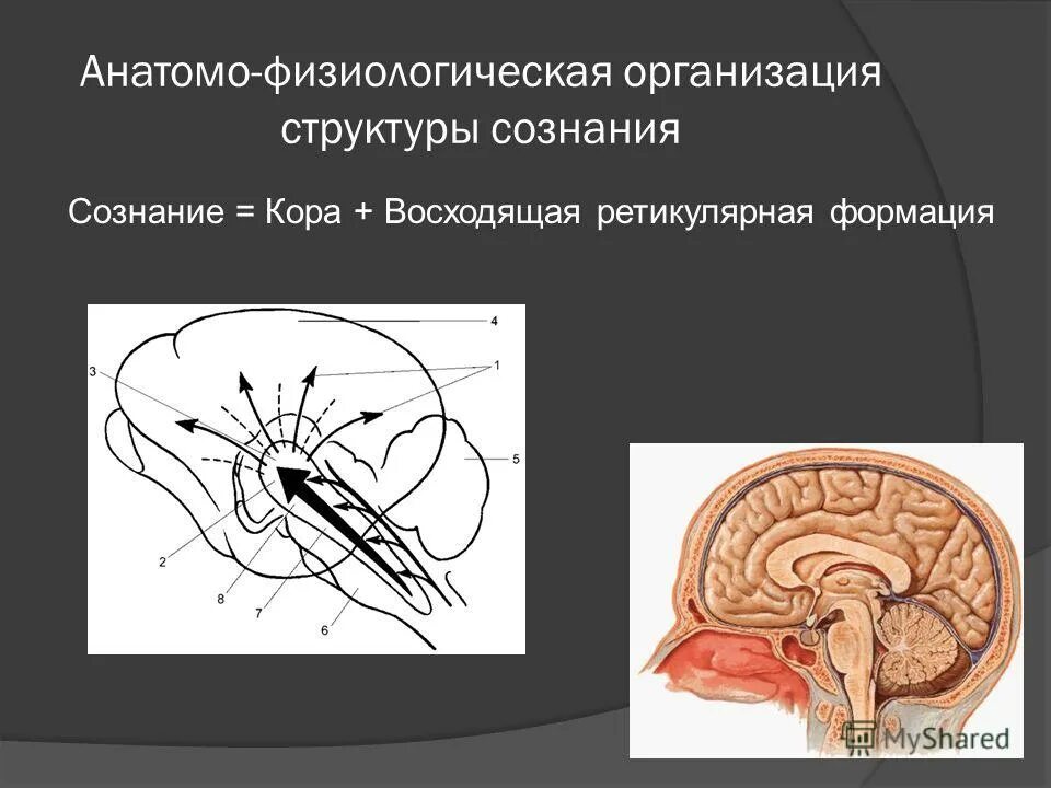 Анатомо физиологическое ощущения