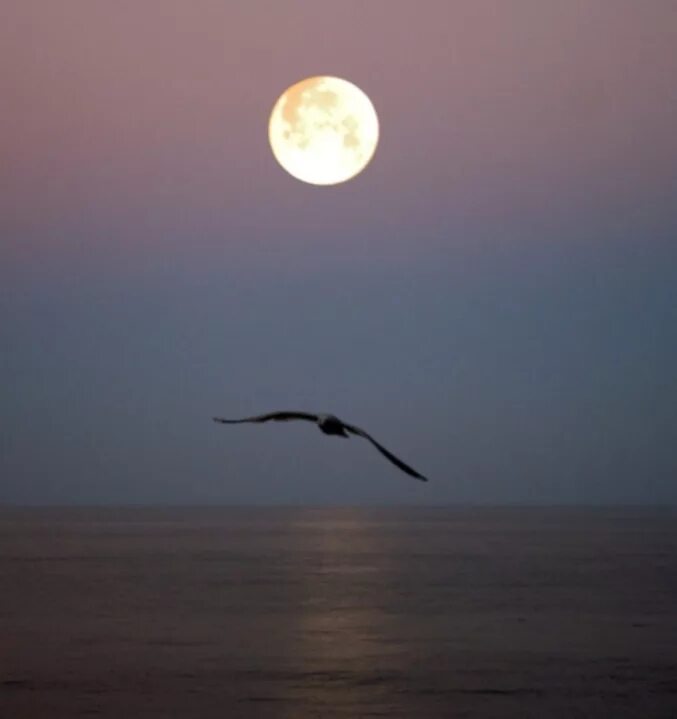 Полетели ночи. Птицы над морем. Птицы в небе. Птица в ночном небе. Птица парящая над морем.