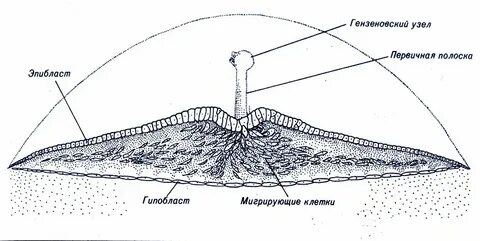 Первичная полоска зародыша