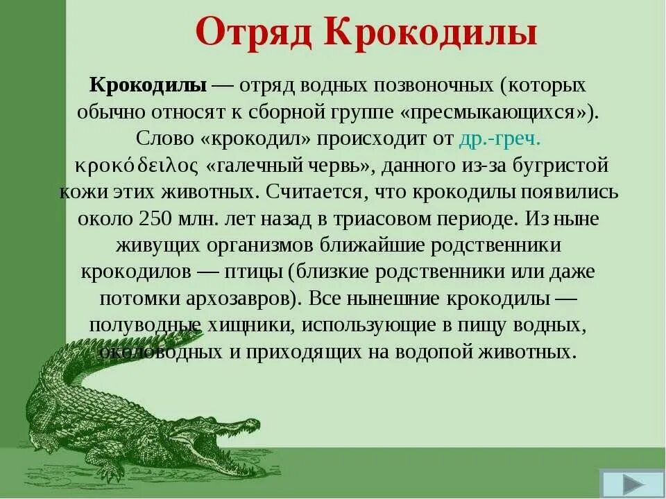 Крокодилов относят к классу