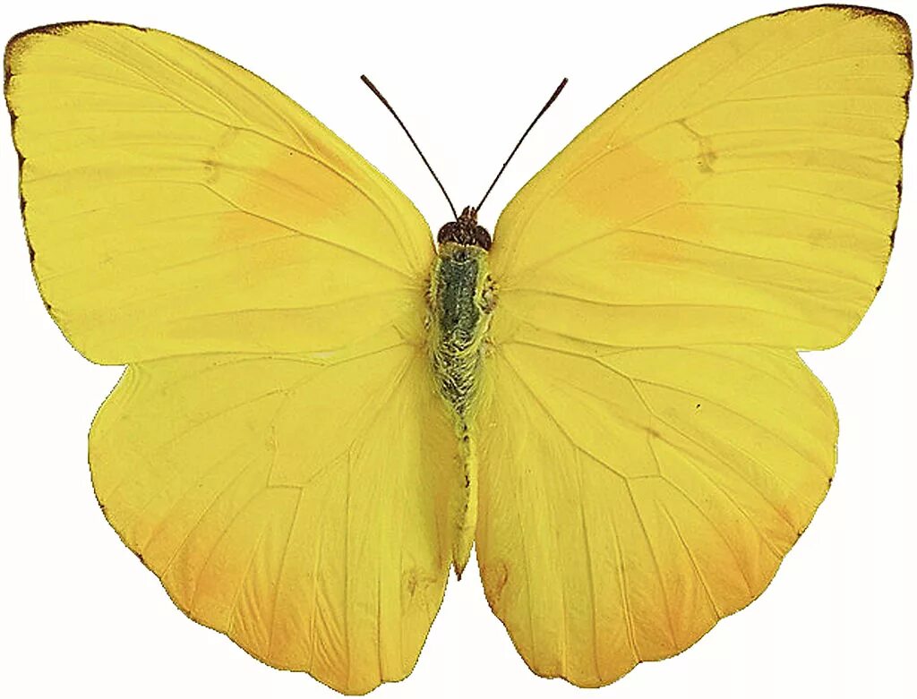 Желто зеленая бабочка. Бабочка лимонница крушинница. Жёлтая бабочка лимонница. Бабочки желтого цвета. Бабочка лимонного цвета.
