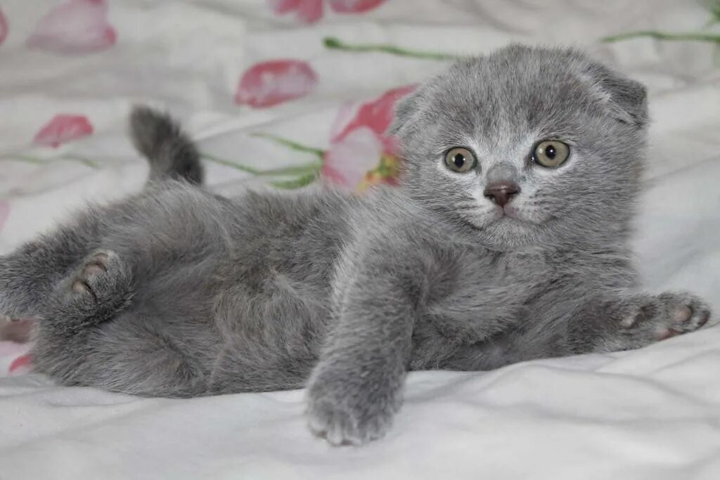 шотландские котята прямоухие клички.