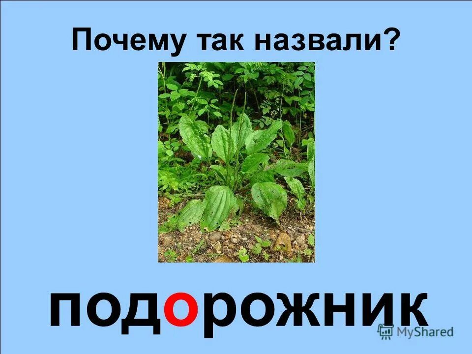 растения челябинской области. почему растение подорожник так. почему растение подорожник так названо. почему назван подорожник. почему растение подорожник так названо.