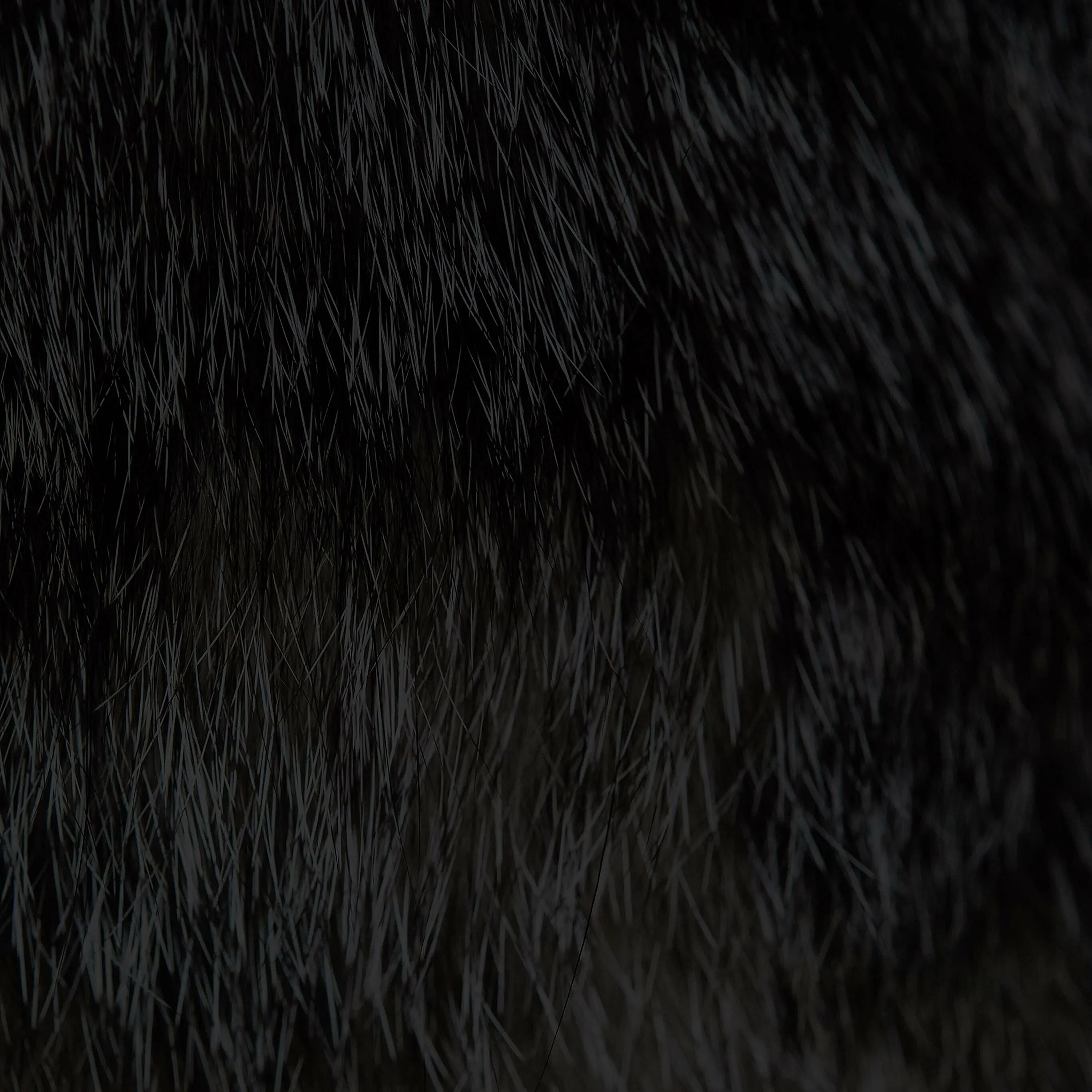 Cat texture