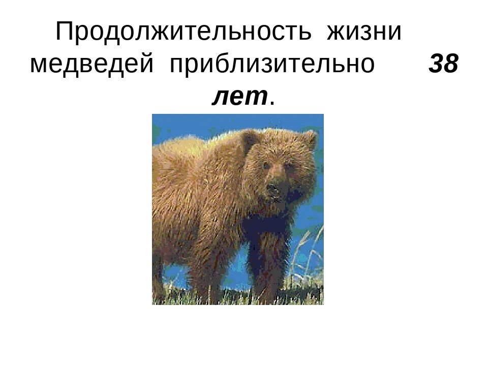 Сколько медведей в москве. Кавказский бурый медведь. Сколько медведей в москве. Сколько медведей в москве. Сколько медведей в москве.