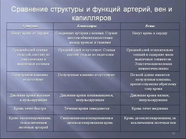 Какие признаки отличают современную семью. Отличие вен от артерий таблица. Вена артерия капилляр таблица. Строение вен в отличии от артерий. Сравнение вен и артерий таблица.