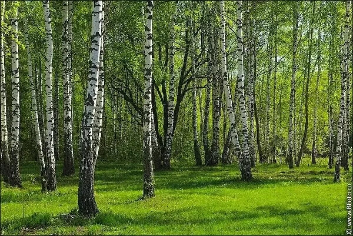 Молодые березки весной. Берёзовая роща молодые Березки. Фотообои комар Березовая роща. Березовый лес. Березовый лес весной.