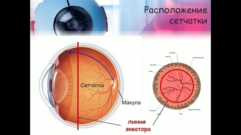 Сосудистая оболочка функцию сетчатка функцию. Местоположение сетчатки. анатомия и физиология сетчатки. образование на сетчатке глаза. сетчатка происхождение.