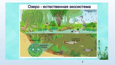 Экологическая система реки