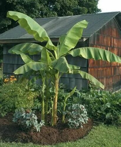 Декоративный банан фото Seeds Ornamental Banana Tree Indoor Dwarf Plant Flower Perennial Garden Ukraine