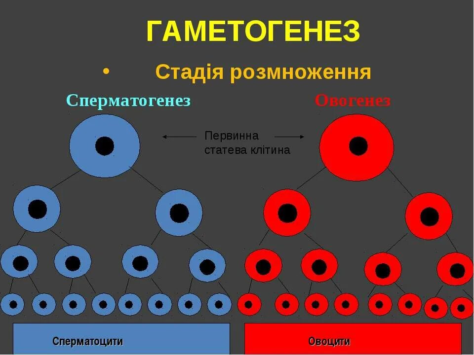 Гаметогенез и сперматогенез. Гаметогенез. Гаметогенез у растений и животных. Сперматогенез у растений. Гаметогенез у животных.