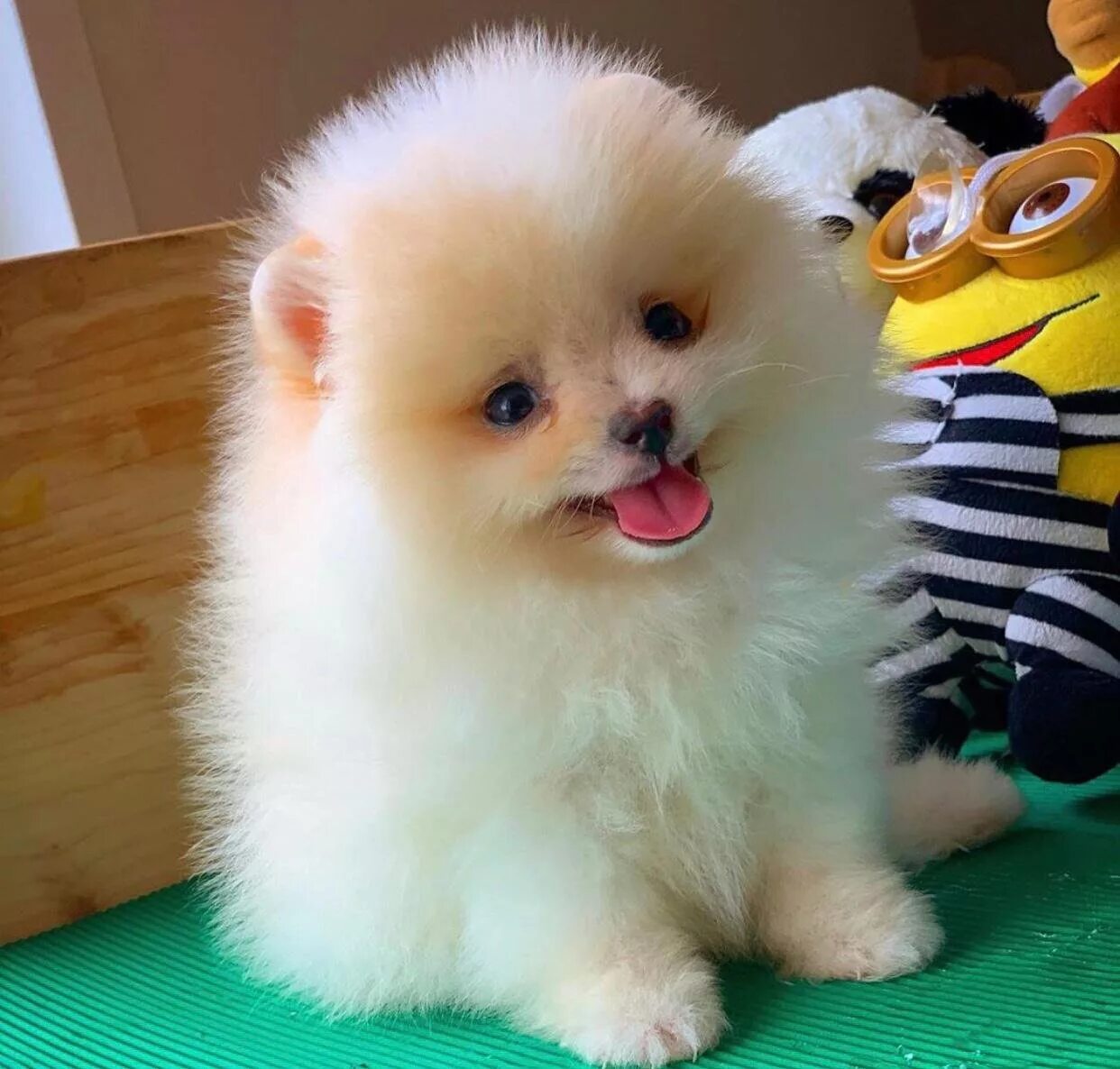 Бео боо. Pomeranian Молдавия. Pomeranian Boo Renkleri. Карликовый Pomeranian белый в парикмахерской. Малипу собака.