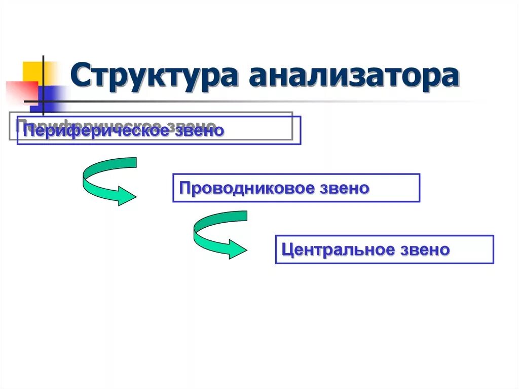 Звенья анализатора. Периферическое звено анализатора. Структура анализатора. Что входит в состав анализаторов.