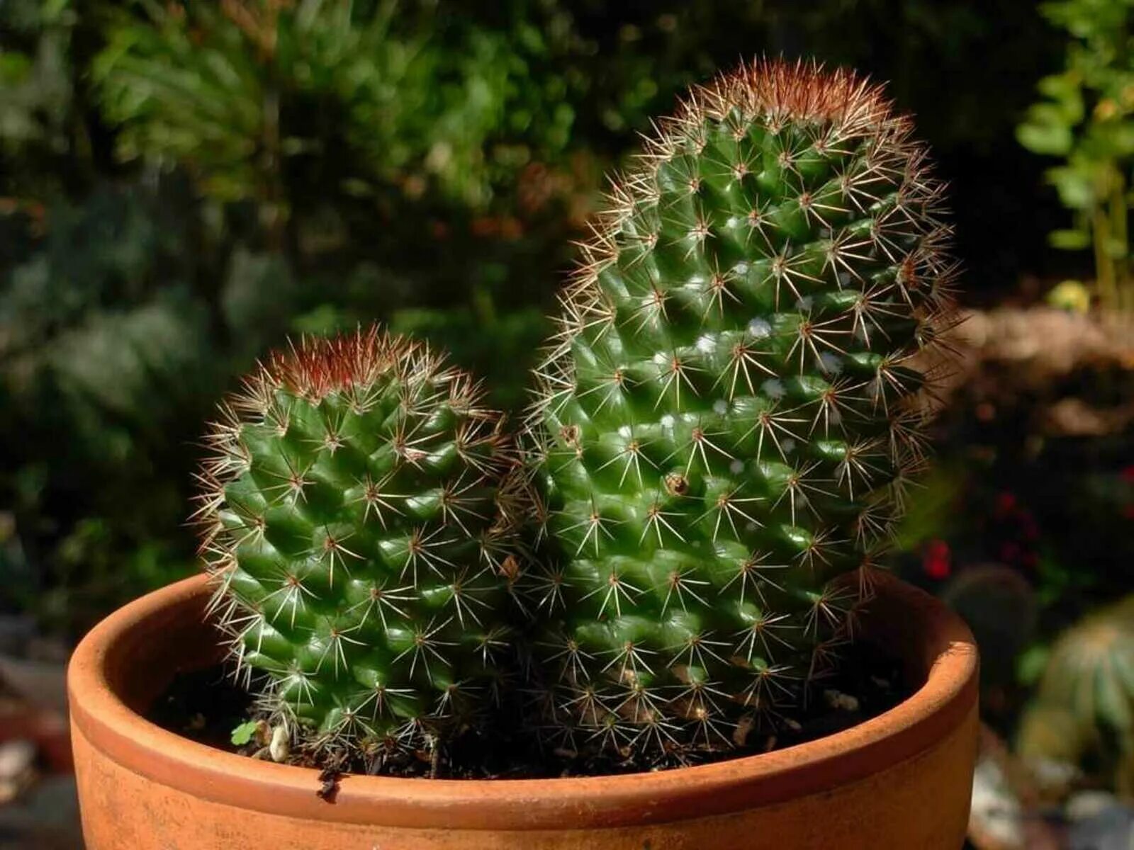 1 Mini Cactus Succulents Cacti in Pot Easy Care Evergreen Foliage Indoor Plant e
