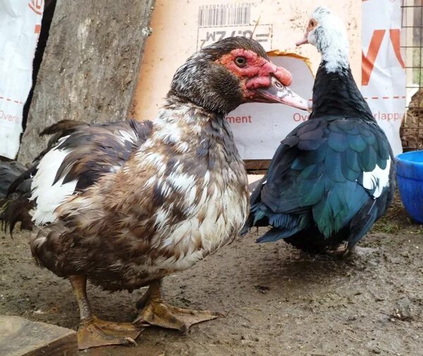 мускусная утка и индоутка. авито индоутки.