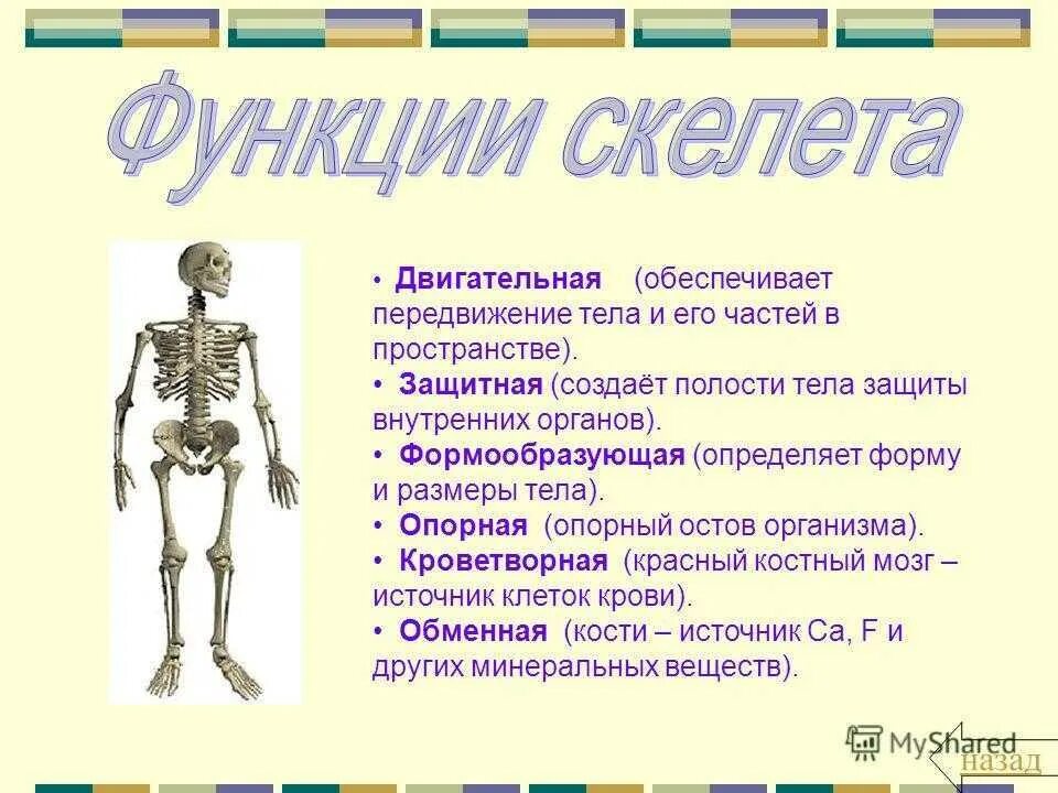 Костная система выполняет в организме функцию. Опорно двигательная система скелет человека анатомия. Биология 8 класс тема кости скелета. Кости скелета строение скелета 8 класс биология. Биология 8 класс строение скелета тема.