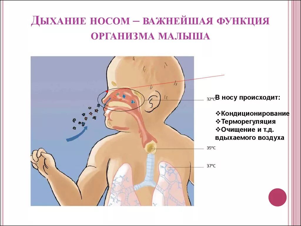 Облегчить дыхание носом. Дыхание носом. Дышать через нос. Изображение "органы дыхания" для детей дошкольного возраста.