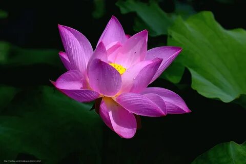 Flora цветы