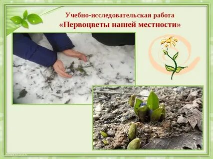 Первоцветов школа