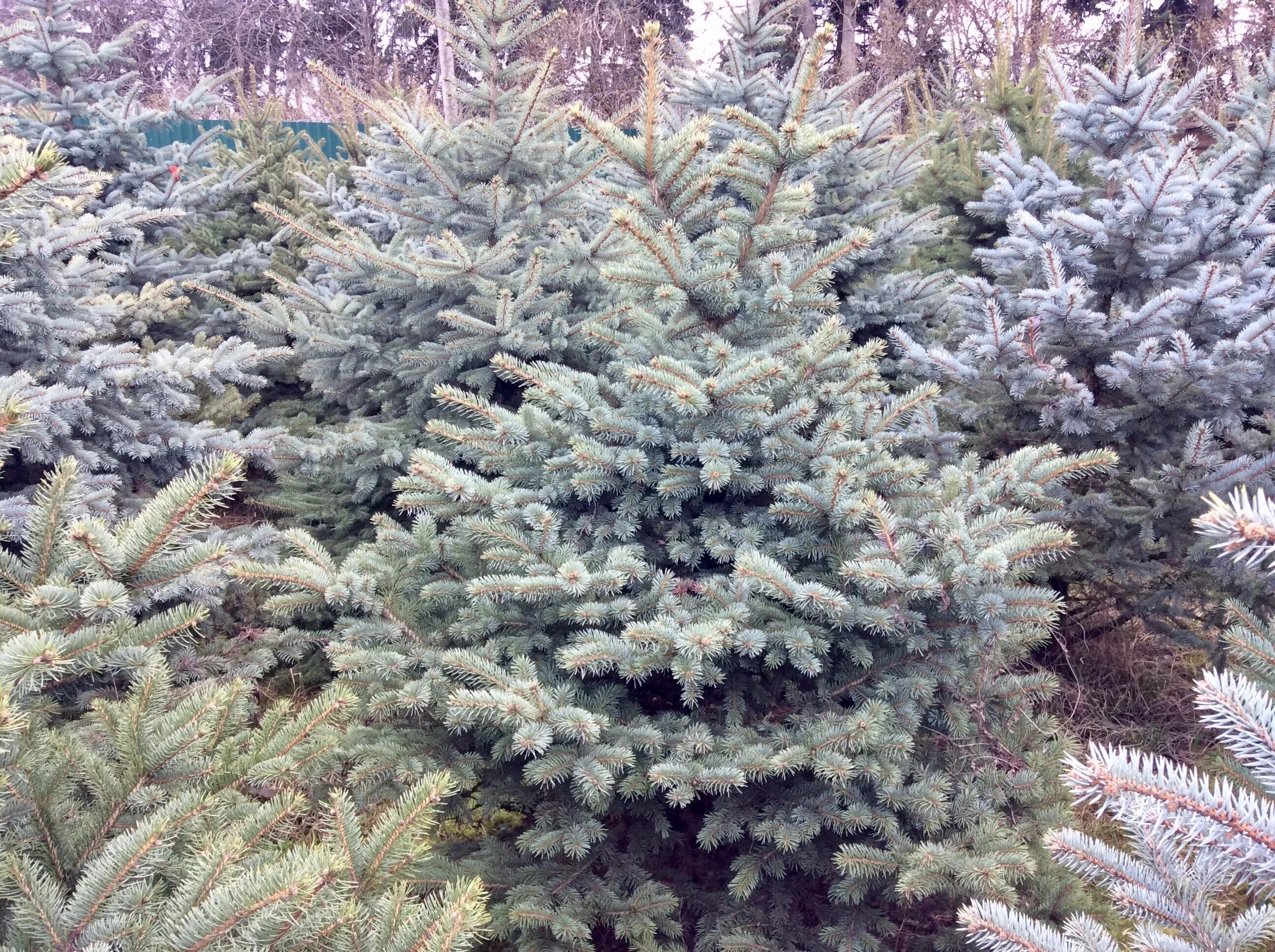 Ель колючая glauca. Ель колючая Глаука Аризона Кайбаб. Ель колючая Аризона Кайбаб. Ель Глаука Аризона. Ель Глаука Аризона Кайбаб голубая.