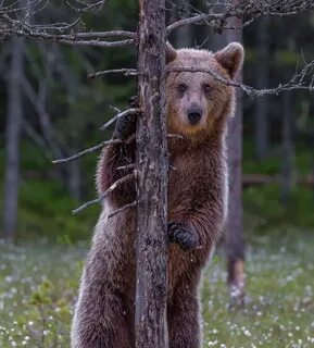 В лесной чаще медведь лакомится
