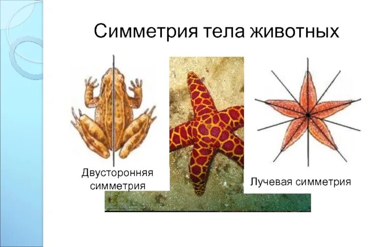 Какие типы симметрии тела. Типы симметрии животных. лучевая симметрия. лучевая симметрия у животных. лучевая и двусторонняя симметрия.