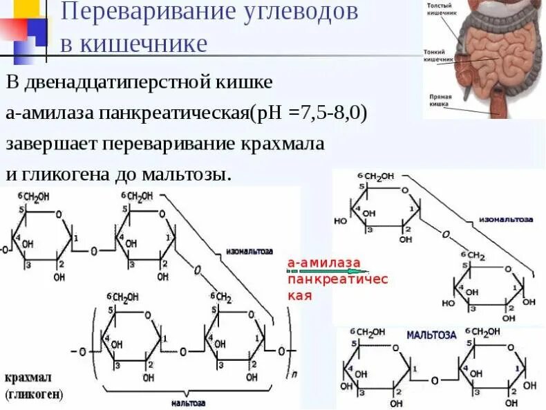 Расщепление крахмала происходит под действием