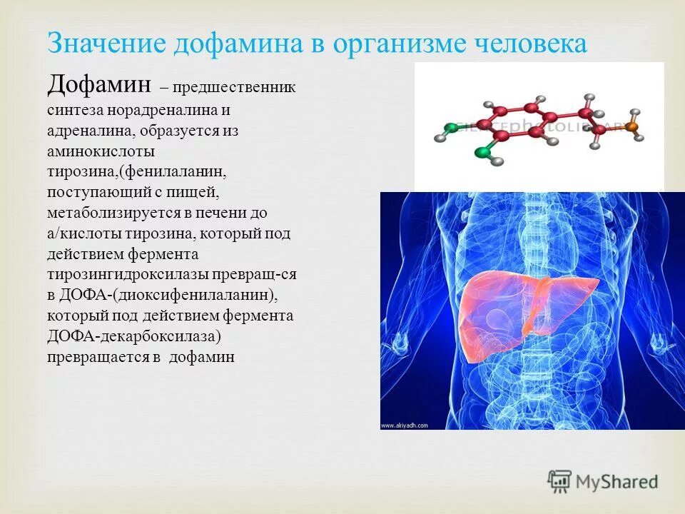 Адреналин образуется