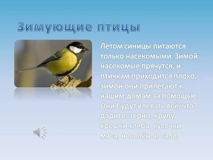 Чем питается синица. Куда делись синички?. Можно ли синицу встретить летом. Куда исчезают синицы в феврале.