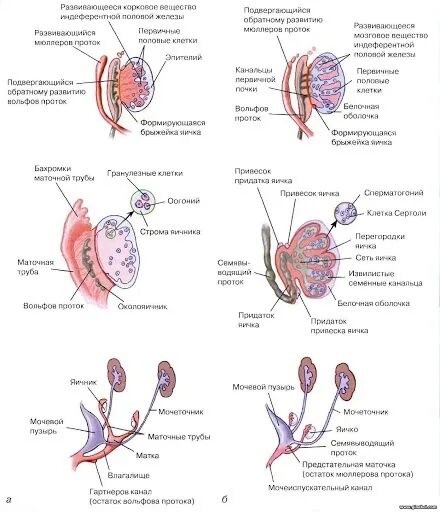 Онтогенез яичника. Эмбриональное развитие женской половой системы. Формирование половых органов у эмбриона. Схема индифферентной стадии развития репродуктивной системы,.