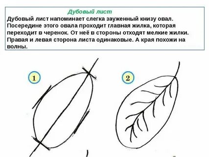 Рисуем листья поэтапно презентация 1 класс
