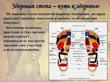 Описание ступни ног человека