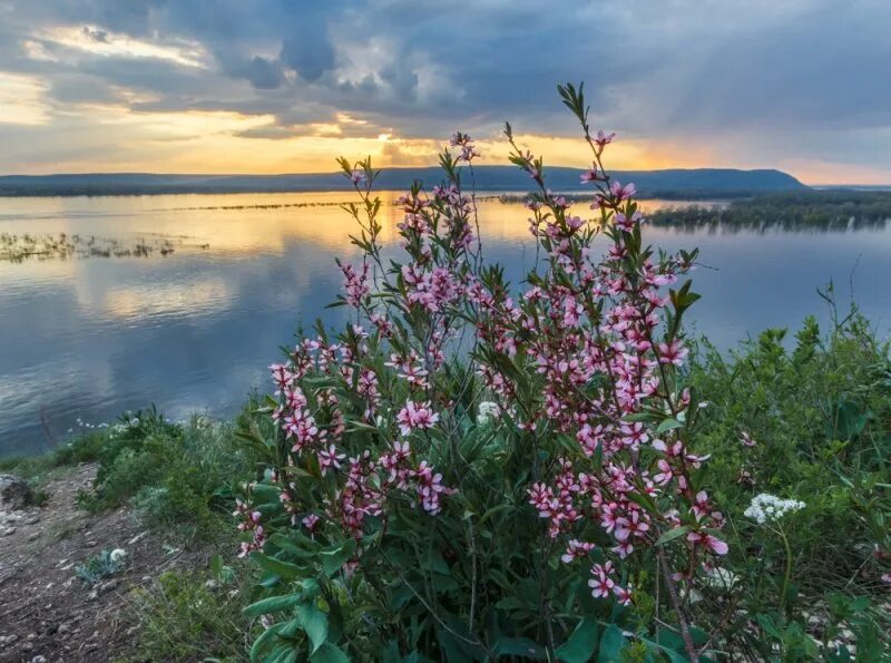 Доброе самарская область. Самара. Цветет Волга. Волга весной Самара. Природа Самарской области.