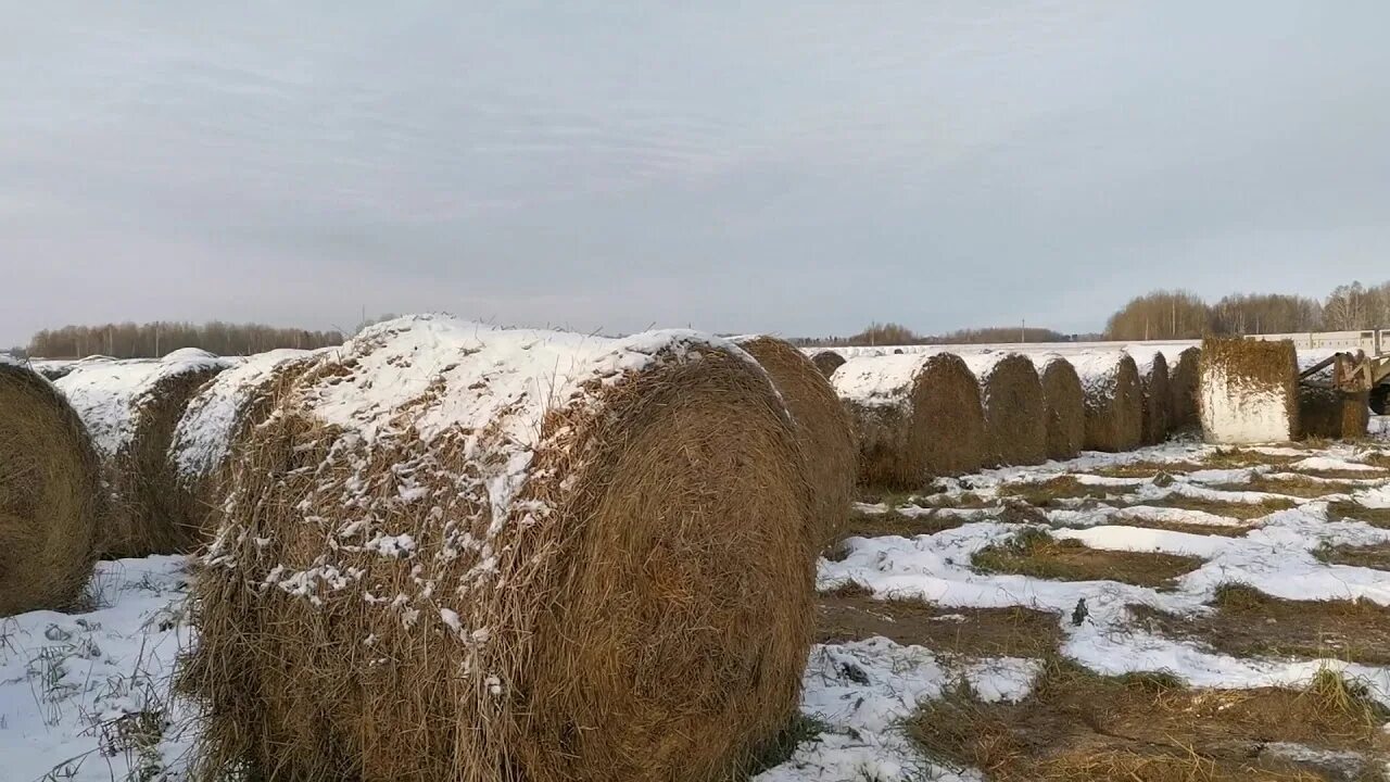 Сено зимой. Валы сена. Поле сено зимой. Погрузка сена