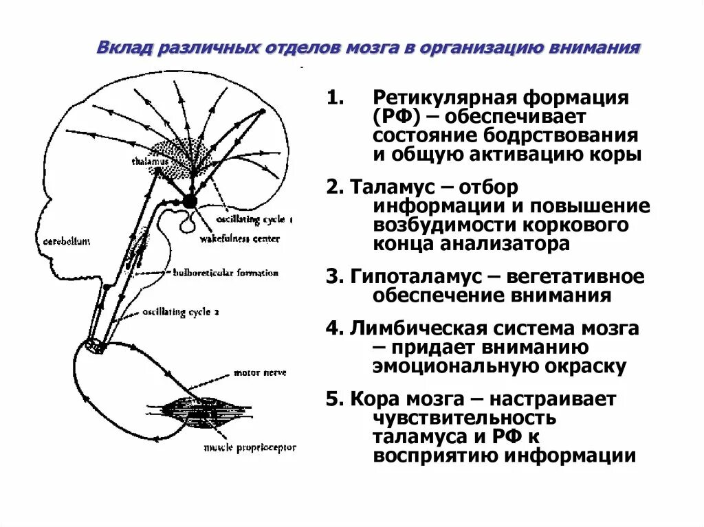 Центры внимания положение. Вклад различных отделов мозга в организацию внимания. механизм формирования внимания. структурная организация мозга. психофизиологические механизмы внимания.