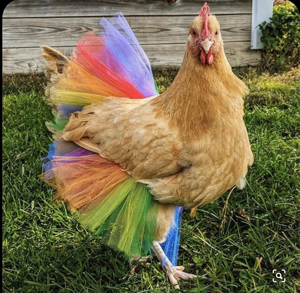 Самая красивая кура. Шведский Блюмен куры. Разноцветные курицы. Разноцветные куры. Красивые курочки.