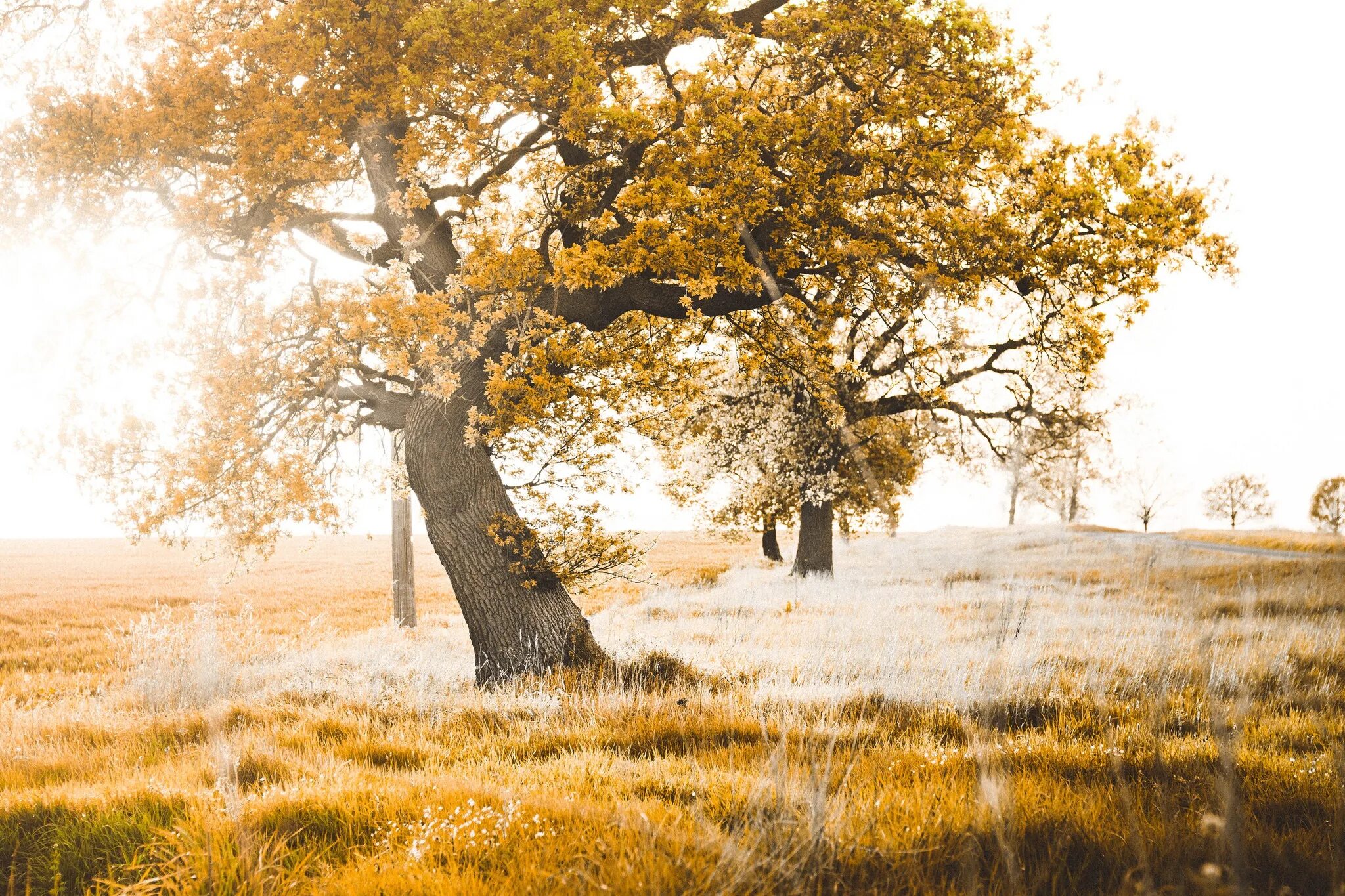 Деревья натура. Природа деревья. Светлое дерево. Природа деревья фото. Светло коричневое дерево.