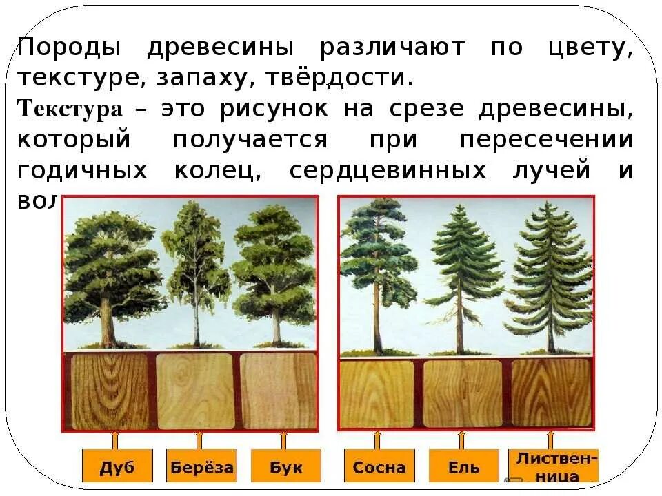 Характеристики соснового и елового леса по группам. Основные породы древесины. Образцы древесины. Хвойные и лиственные породы древесины. Лиственные породы древесины.