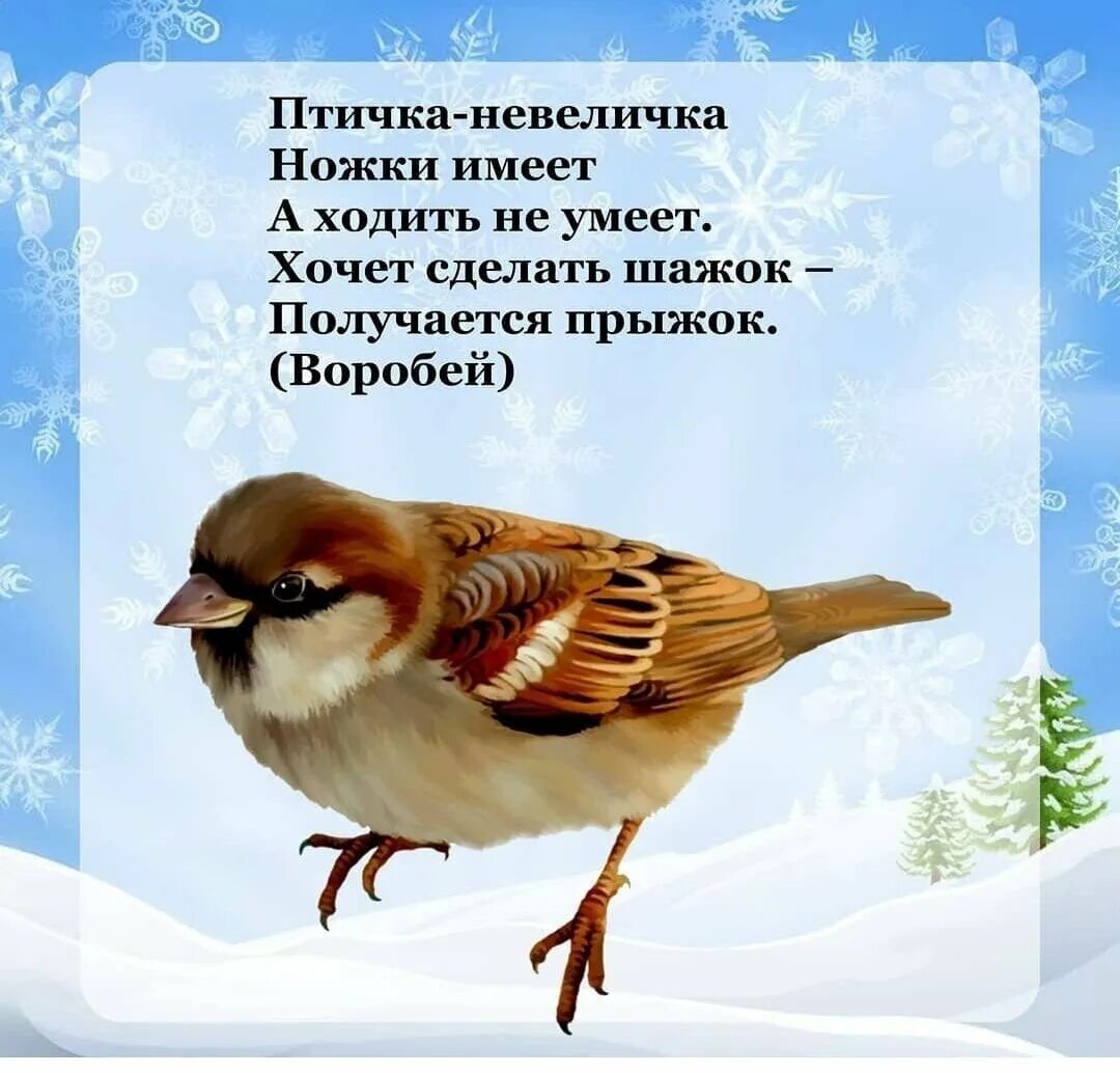 Загадки про птиц 4 лет. Зимующие птицы для детей. Загадки про птиц для детей. Загадки про зимующих птиц для детей. Загадки о зимующих птицах для малышей.