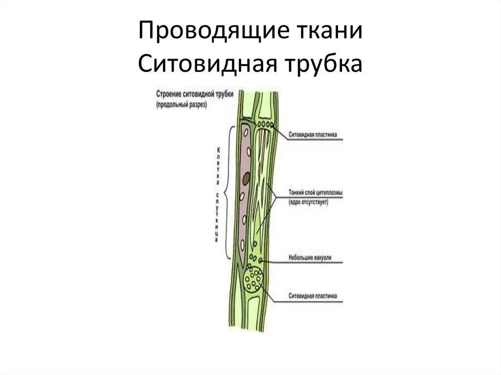 Растения трубочки