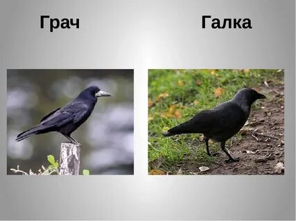 Сравнение галки и вороны