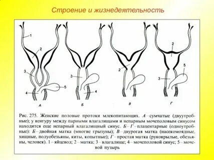 Цвет половых губ женщины