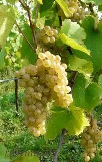 Сорт винограда пино 4