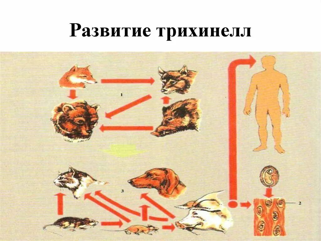 Цикл животных. Трихинеллез животных цикл. трихинеллез животных цикл развития. трихинелла пути заражения. трихинеллез пути заражения у животных.