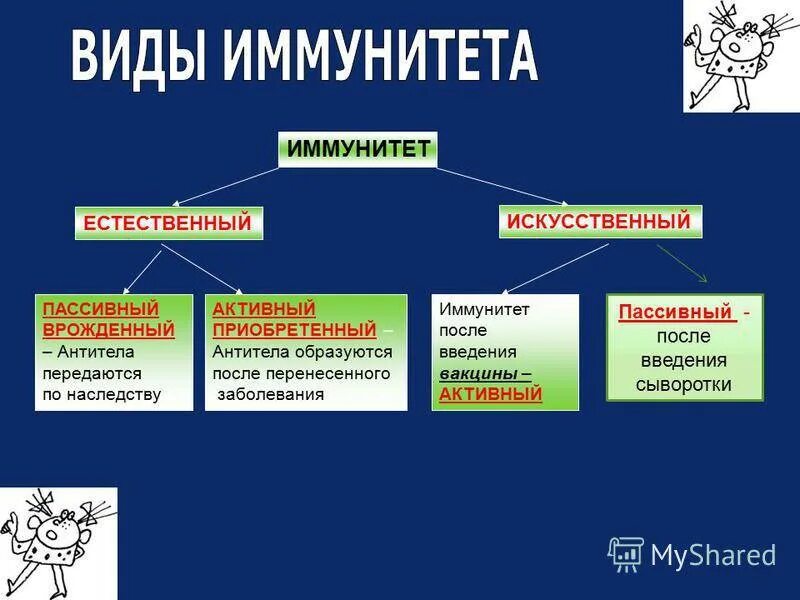 Активный иммунитет формируется в. Иммунитет. Иммунитет человека биология. Типы иммунитета. Естественный пассивный иммунитет.