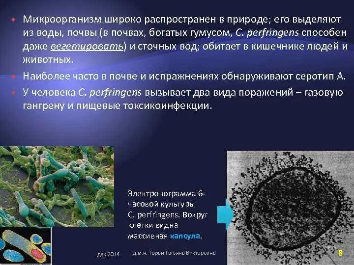 Микроорганизмы образующие споры. Микроорганизм не образует в почве споры. Бактерии широко распространены в природе. Микроорганизмы образующие в почве споры. Микроорганизм образующий в почве споры.